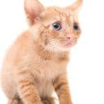 afraid kitten