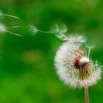 dandelion seeds scattering in the wind