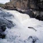 salmon swimming upstream