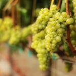 How to Remain in the Vine