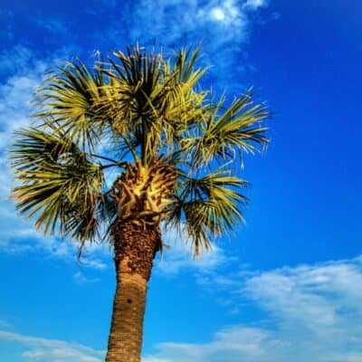 A Prospering Tree (Psalm 1:3)