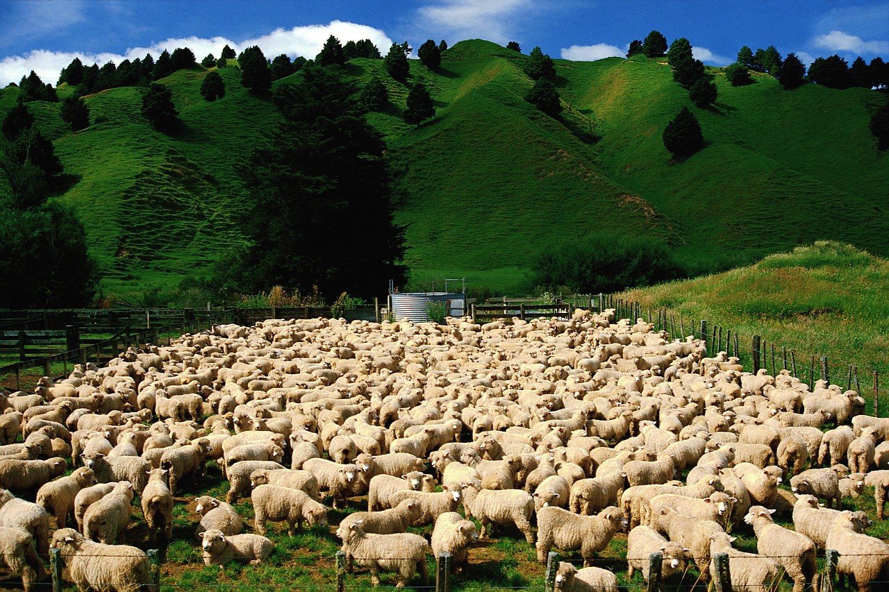 Портит стадо. Сельское хозяйство Австралии овцеводство. Пастбищное овцеводство Австралии. Австралийские овцеводческие фермы. Овцеводство в Австралии.