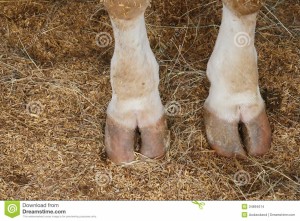 Cow Hooves