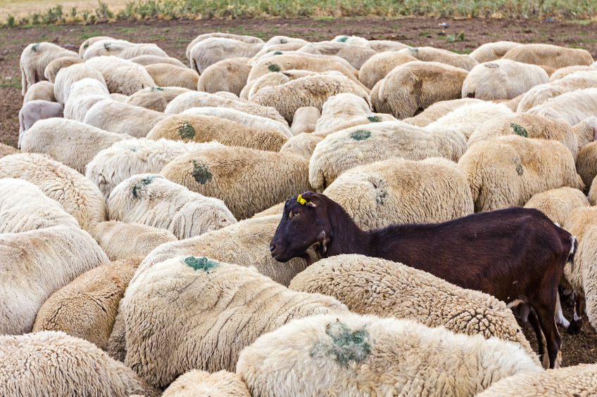 One black sheep in a group of white sheep