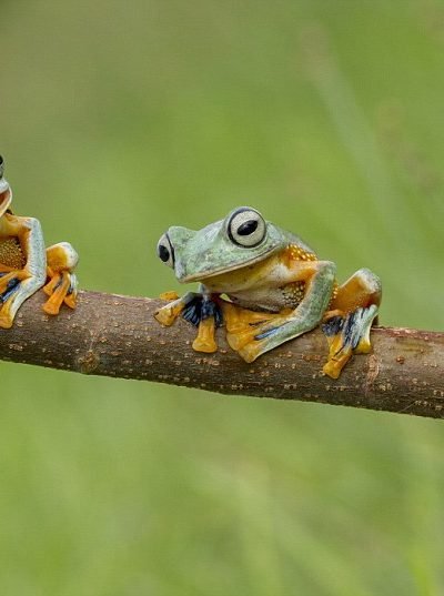 three frogs