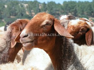 Sheep in Elah Valley