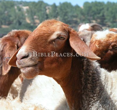 Sheep in Elah Valley