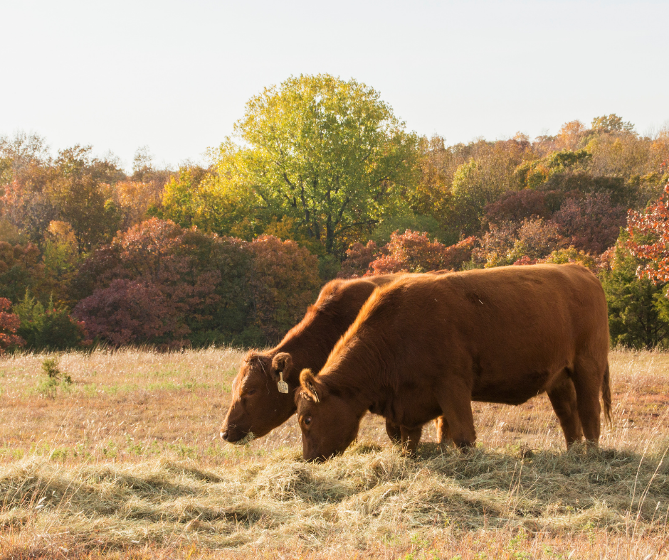 two cows