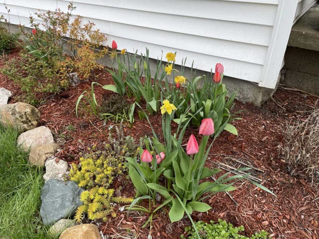 spring tulips 2022