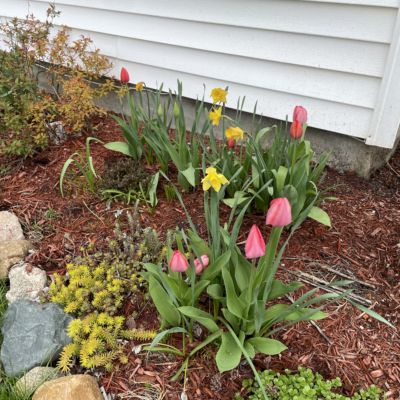 spring tulips 2022