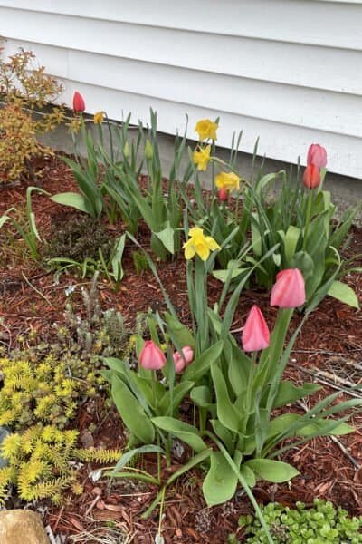 spring tulips 2022
